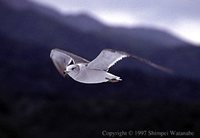 Black-tailed Gull - Larus crassirostris