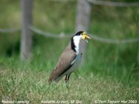 Masked Lapwing - Vanellus miles