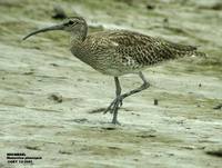 Whimbrel - Numenius phaeopus