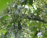 Sunda Bulbul - Ixos virescens