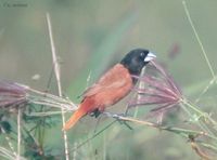 Black-headed Munia - Lonchura malacca