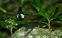 Eastern Whipbird