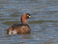 Little Grebe - Tachybaptus ruficollis