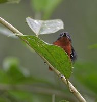 Dot-winged Antwren (Microhopias quixensis) photo