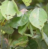 Golden-fronted Greenlet (Hylophilus aurantiifrons) photo