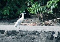 Capped Heron - Pilherodius pileatus