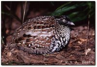 Black-breasted Buttonquail - Turnix melanogaster