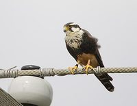 Aplomado Falcon (Falco femoralis) photo