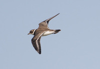 Common Ringed Plover (Charadrius hiaticula) photo