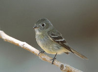 Hammond's Flycatcher (Empidonax hammondii) photo