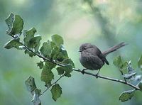 Wrentit (Chamaea fasciata) photo