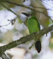 Andean Toucanet (Aulacorhynchus prasinus) photo