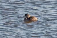 Least Grebe (Tachybaptus dominicus)