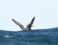 Tufted Puffin - Fratercula cirrhata