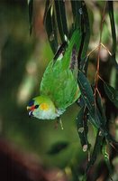 Purple-crowned Lorikeet - Glossopsitta porphyrocephala