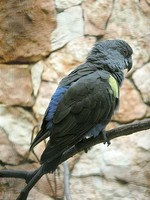 Rueppell's Parrot - Poicephalus rueppellii