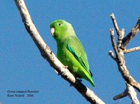 Green-rumped Parrotlet - Forpus passerinus