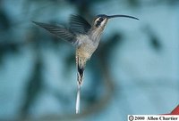 Western Long-tailed Hermit - Phaethornis longirostris