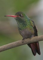 Rufous-tailed Hummingbird - Amazilia tzacatl