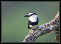 White-necked Puffbird - Notharchus macrorhynchos