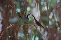 White-breasted Thrasher - Ramphocinclus brachyurus