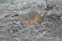 Brown-headed Thrush - Turdus chrysolaus