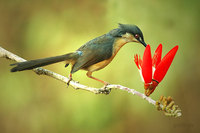 Ashy Prinia - Prinia socialis