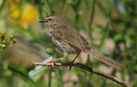 Karoo Prinia - Prinia maculosa