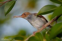 Common Tailorbird - Orthotomus sutorius