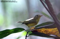 Golden-spectacled Warbler - Seicercus burkii