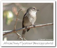 African Dusky Flycatcher - Muscicapa adusta