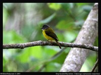 Gray-headed Canary-flycatcher - Culicicapa ceylonensis