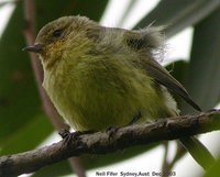 Yellow Thornbill - Acanthiza nana