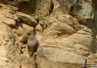 Wallcreeper - Tichodroma muraria