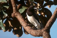 Curl-crested Jay - Cyanocorax cristatellus