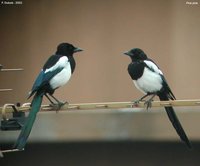 Eurasian Magpie - Pica pica