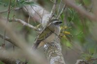 Green-winged Saltator - Saltator similis