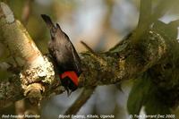 Red-headed Malimbe. Bigodi Swamp, Uganda - Dec, 2005 ?? Tom Tarrant