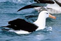 Black-browed Albatross