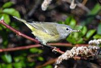 Orange-crowned Warbler