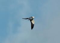 American Swallow-tailed Kite  