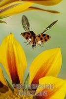 Asian lady beetle ( Harmonia axyridis ) stock photo