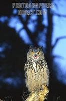 Eurasian Eagle Owl Bubo bubo stock photo