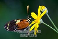 Tiger Longwing ( Heliconius hecale zuleiki ) stock photo