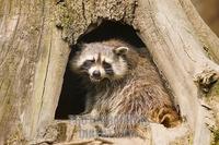 Germany , DEU , Gelsenkirchen , 2007Jun08 : A common raccoon ( Procyon lotor ) sitting in a holl...