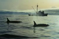 killer whale near a boat