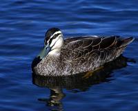 Pacific Black Duck