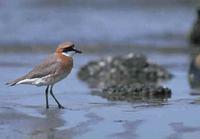 Mongolian Plover (or Lesser Sandplover)