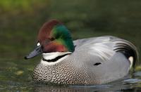 Falcated Duck, Escondido, CA