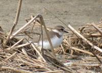 Kentish Plover Charadrius alexandrinus 흰물떼새